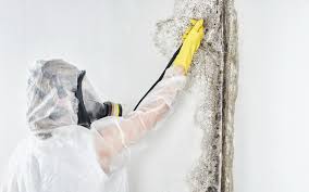 Biohazard Mold Removal in Palmer Lake, CO